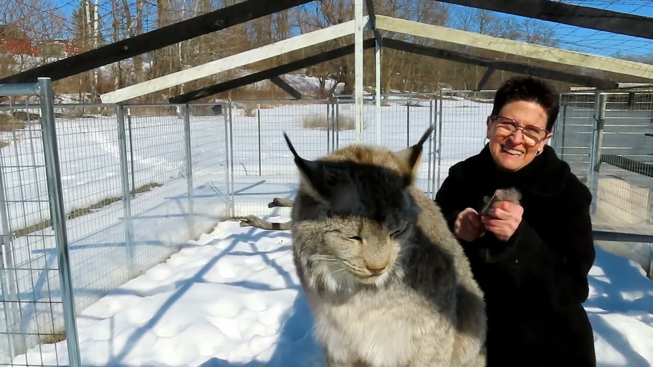 Max Canada Lynx Spring it On!