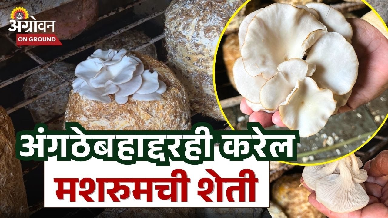 Mashroom Farming : कमी खर्चात टाकाऊ पदार्थांपासून होणारी मशरुम शेती | Growing Oyster Mushroom