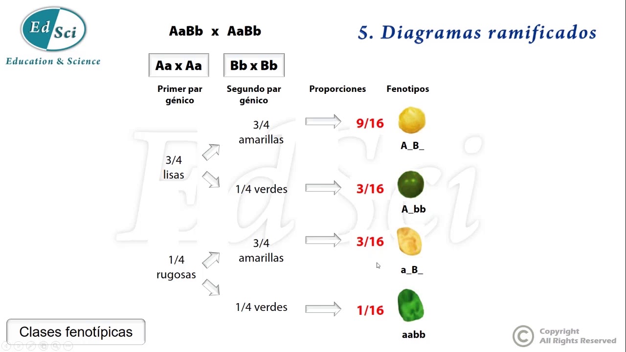 🔴 Diagramas ramificados 🔝✅