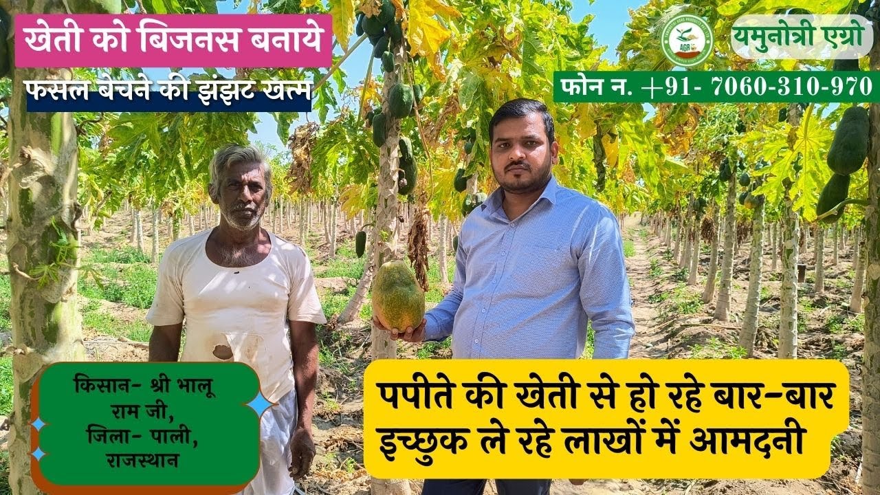 44. सुनिए किसान की जुबानी पपीते की खेती की कहानी किसान - श्री भालू राम जी, पाली राजस्थान