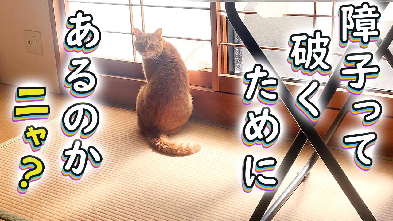 おやつを散らかし障子を破るカワイイ猫ｗ【今つく#9】