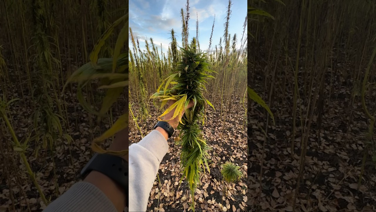 Конопля на семена.Башкирия #жизньагрономанедома #поля #конопля #canabis_sativa #farming #agriculture
