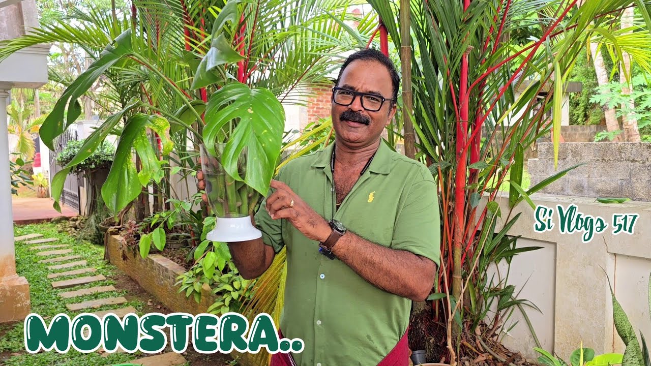 Monstera Cuttings കൊണ്ട് അതിമനോഹരമായ Indoor Plant ഉണ്ടാക്കിയെടുക്കാം // Monstera Propagation