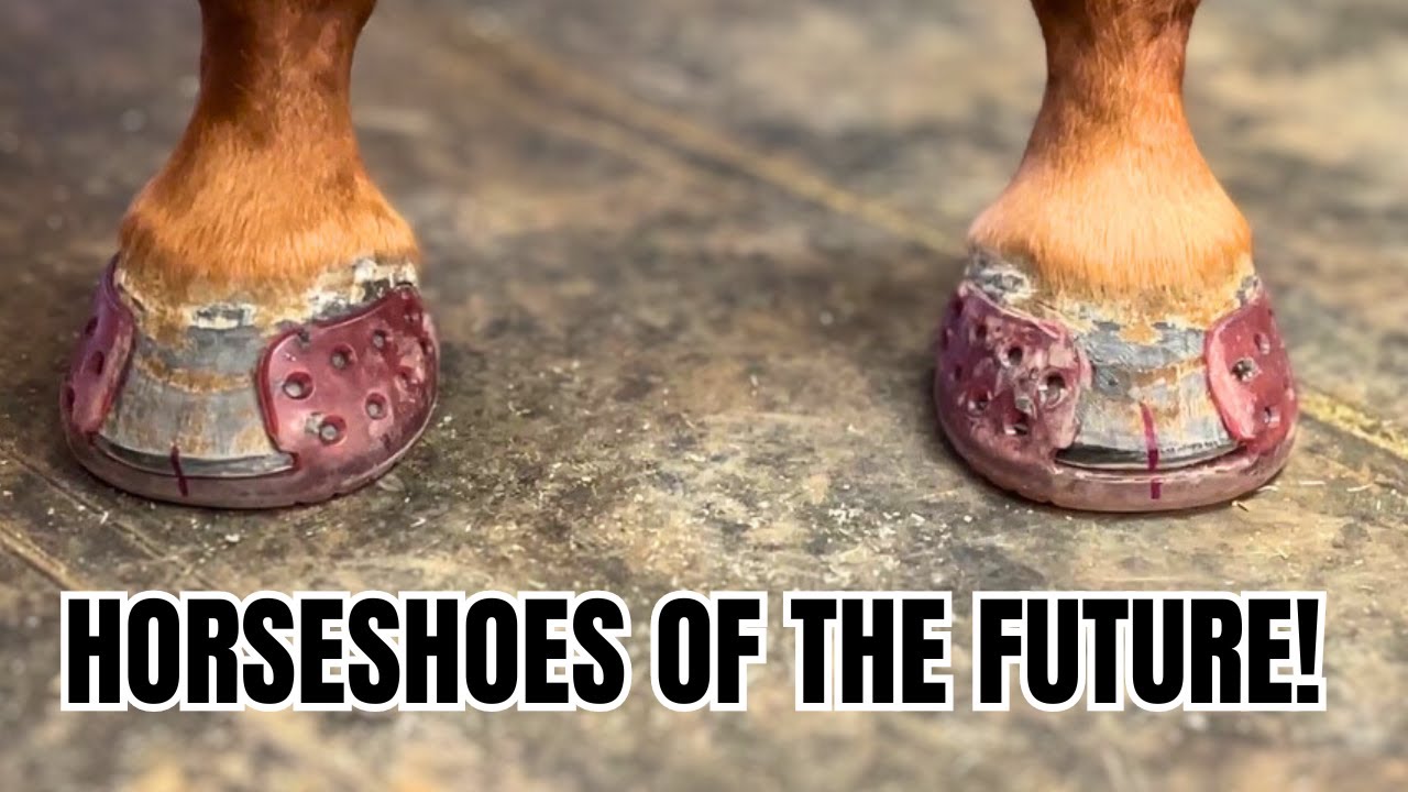 GLUE-on Horseshoes?! These are a GAME CHANGER!