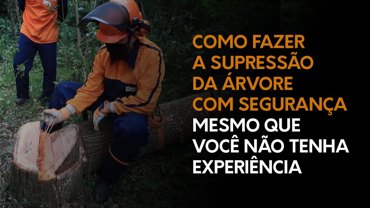 Como fazer a supressão da árvore com segurança mesmo que você não tenha experiência
