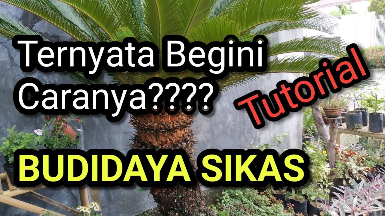 TUTORIAL BUDIDAYA SIKAS/(MAWAR JAMBE)