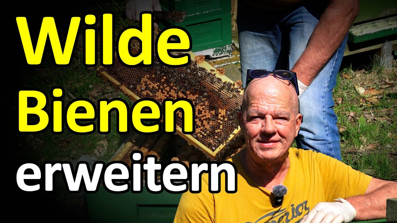 Bienen im April: K&ouml;nigin finden Dunkle Biene F1 Frankenbeute Langstroth erweitern? #dunklebiene