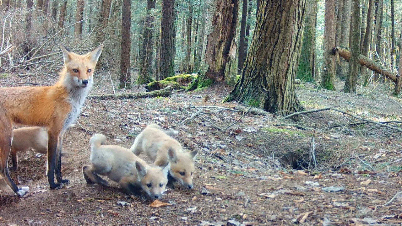 Mom Red Fox Catches 4 Rabbits, 1 Bird & 5 Rodents in 24 Hours for Her 7 Hungry Pups
