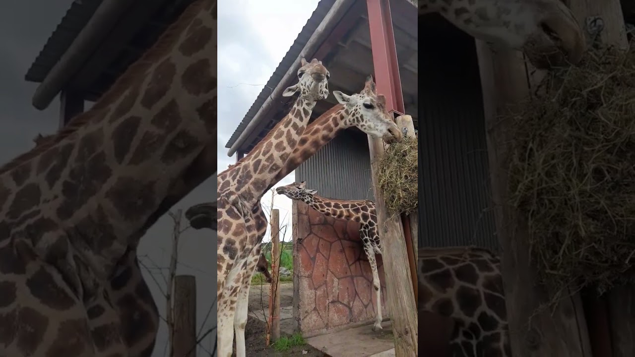 Lunchtime with the Giraffes ❤️ 