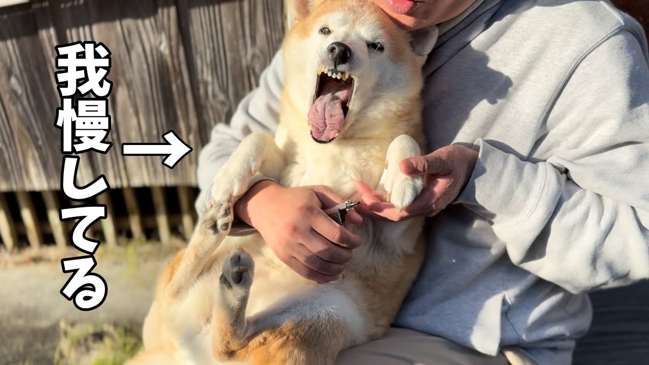【全員爪切り】爪切り大嫌いなもも、まさかの急成長　My Senior Dog Still Has Room to Grow