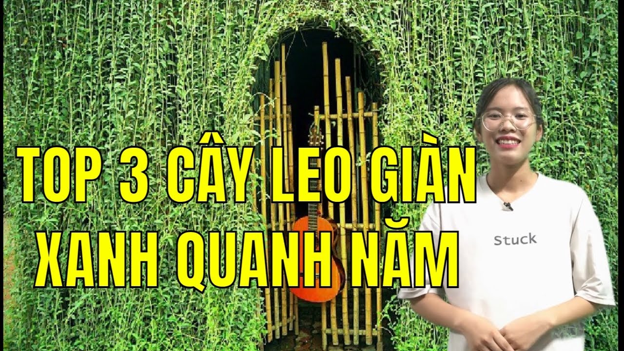 TOP 3 CÂY LEO GIÀN XANH QUANH NĂM |Giải Đáp Nhà Vườn|