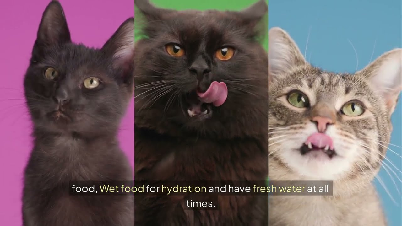 Cats Are Not Independent Behavior, Diet, Lifespan & Huge Mistakes