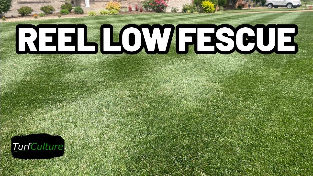 Bonfire Tall Fescue - How I TRANSFORMED My Lawn To Short Cut Grass