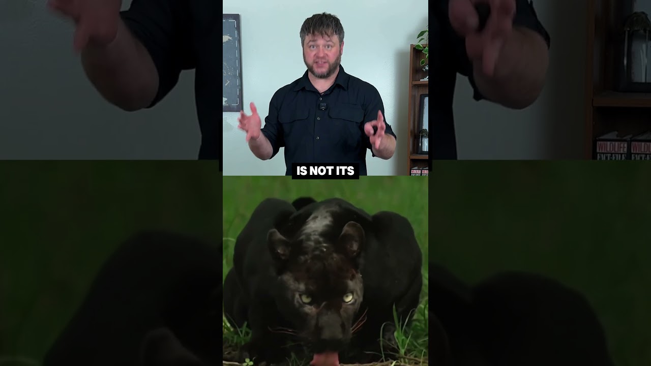 Black Panthers Aren't Their Own Species?