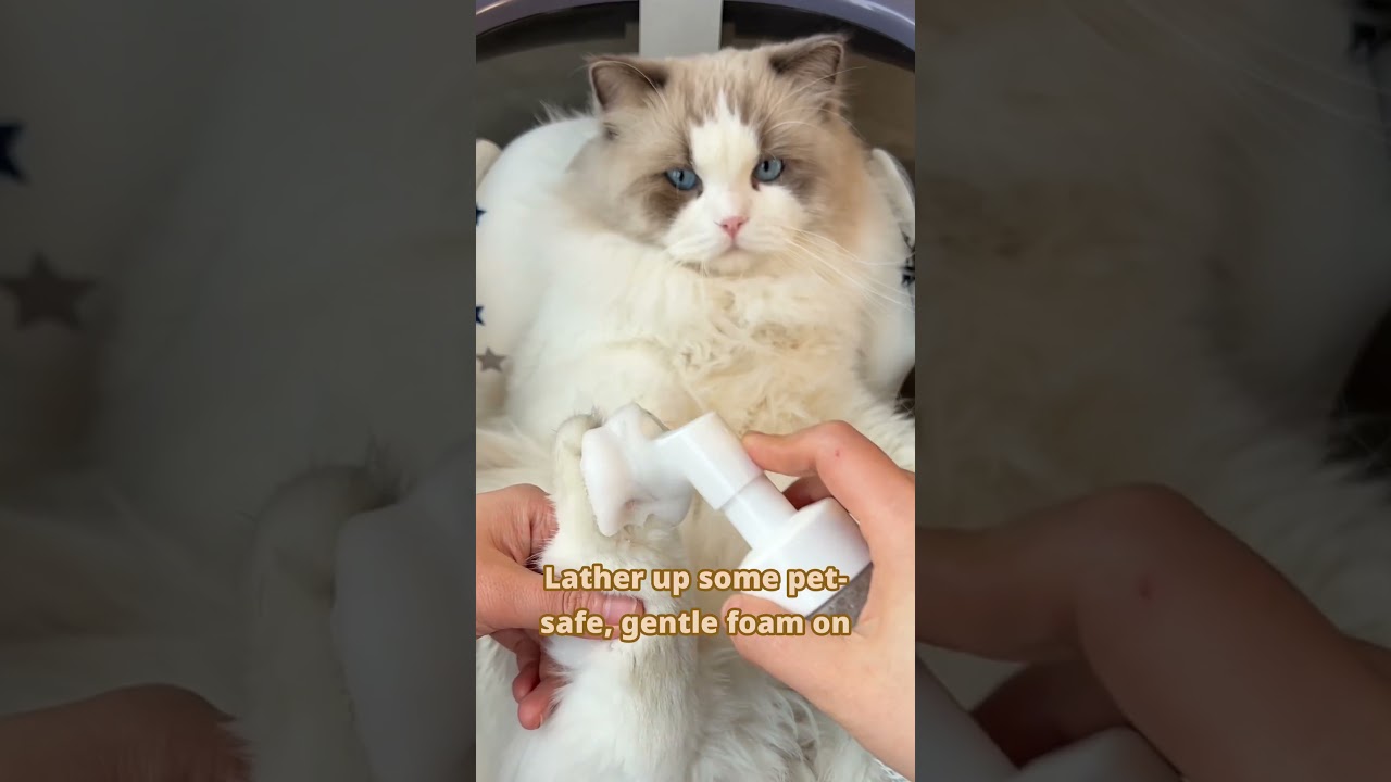 Ultimate Cat Spa Day: Pampering Your Kitty! 🐱✨#catspa #kittypampering #catcare #pawcare