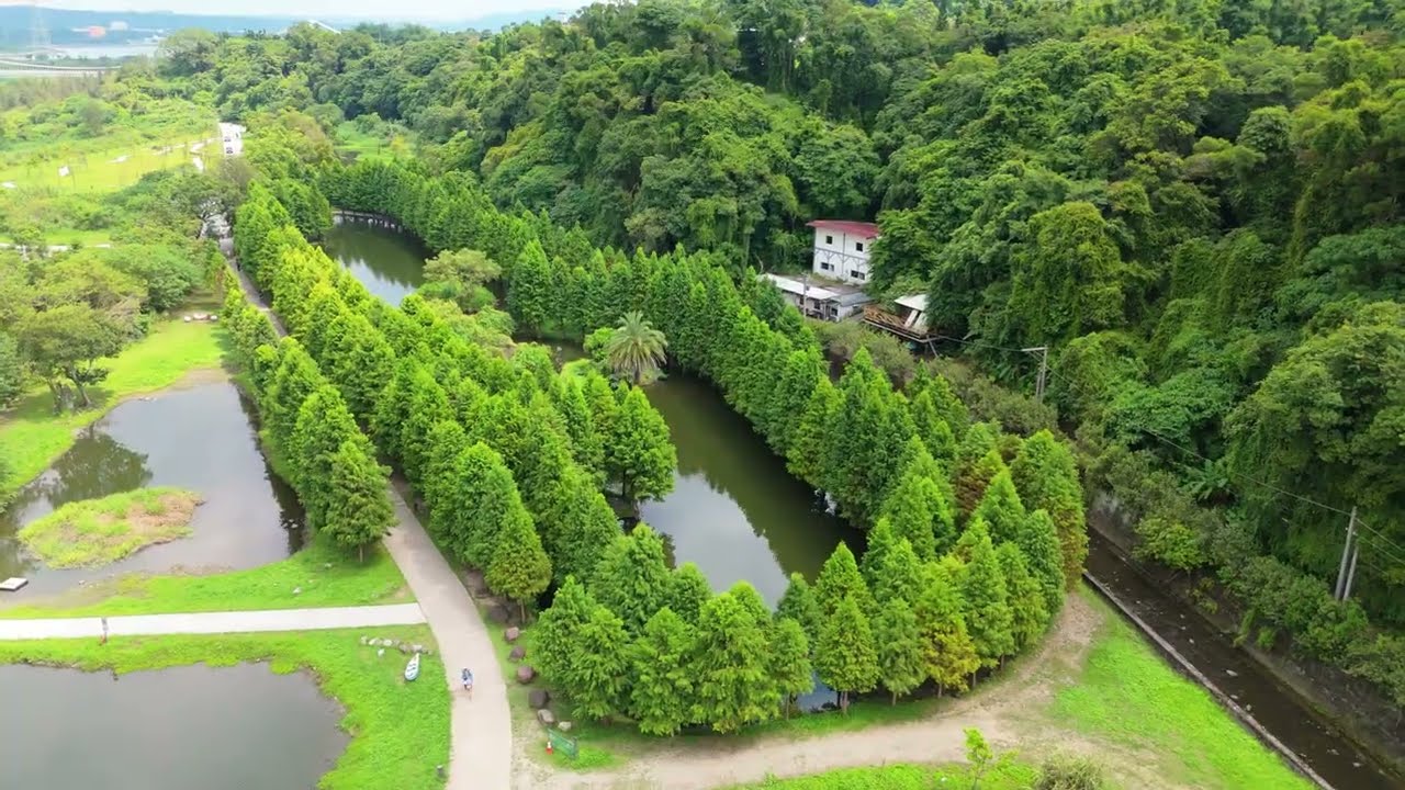 空拍 桃園市大溪區 月眉人工濕地落羽松大道