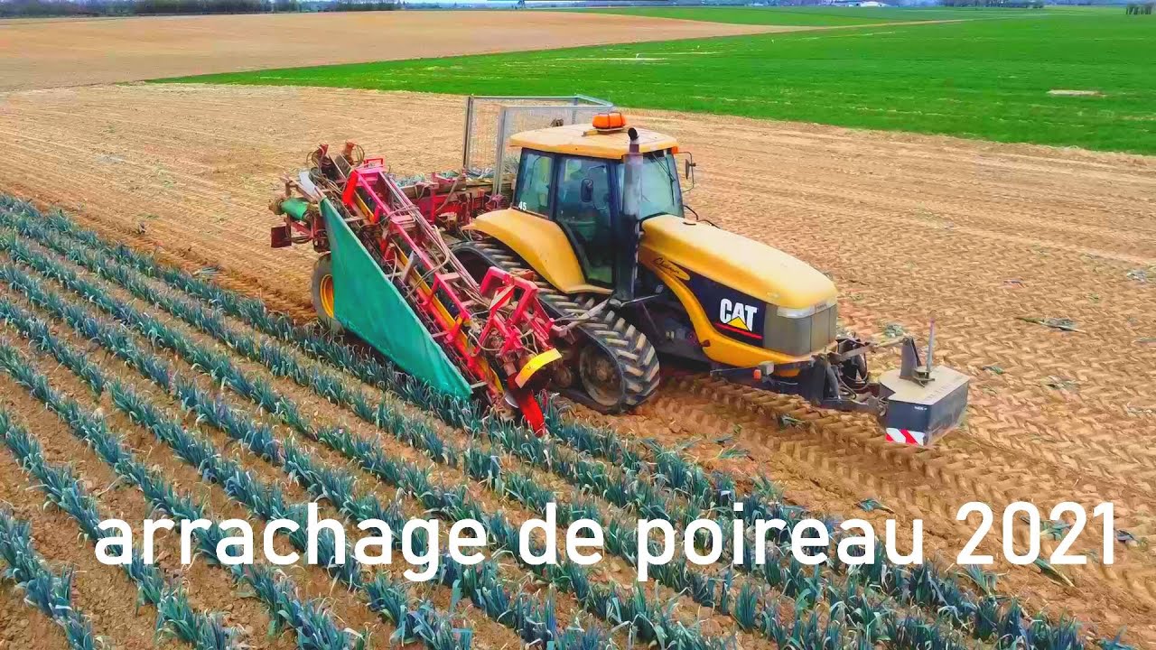 Arrachage de poireaux par des chenillards