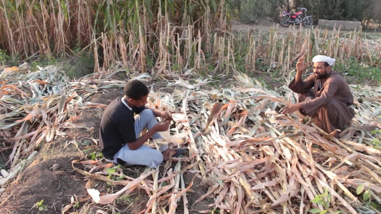 لن تصدق ماذا فعل ولد الحاج صديق مع ابوه وهما شغالين في الزرع