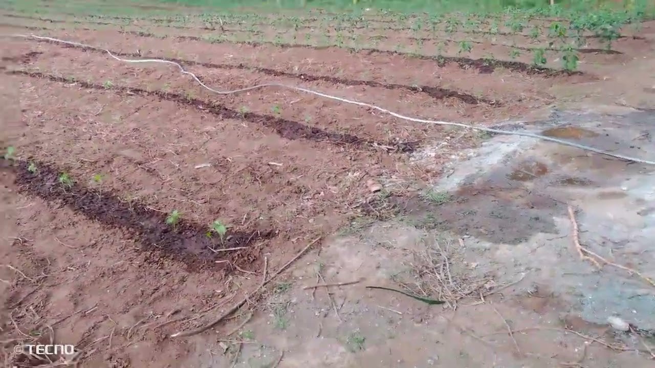 tuloy lang sa pagtatanim ng sili ,after magdilig 