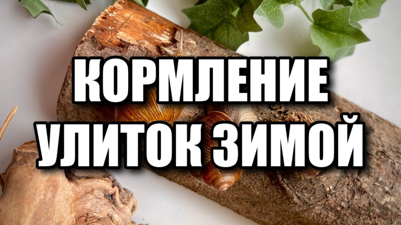 КОРМЛЕНИЕ УЛИТОК ЗИМОЙ | ВОЗВРАЩЕНИЕ НА КАНАЛ
