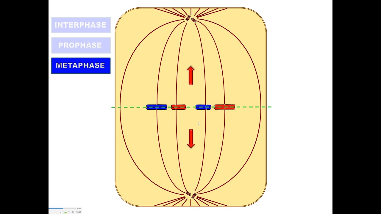 Die MITOSE