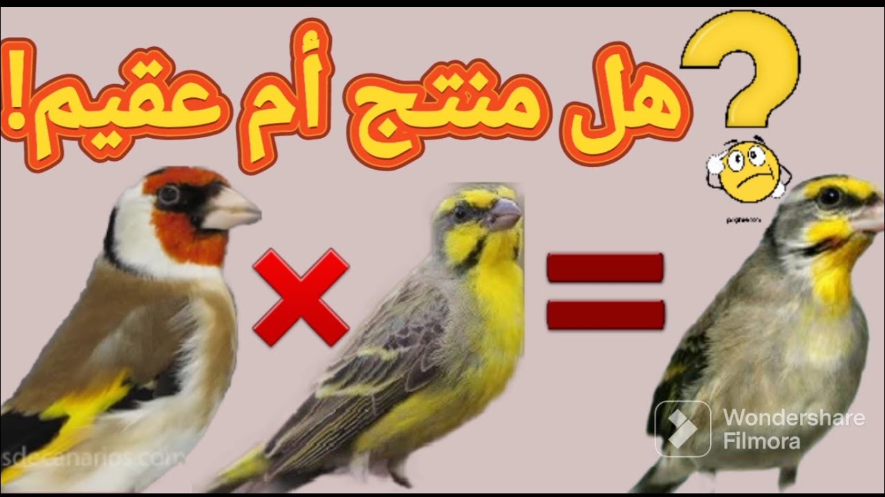 تعرف على أنواع هجين الحسون و الكناري المنتجة و العقيمة و نسب إنتاج بعضها من عدمه| أي هجين هو منتج