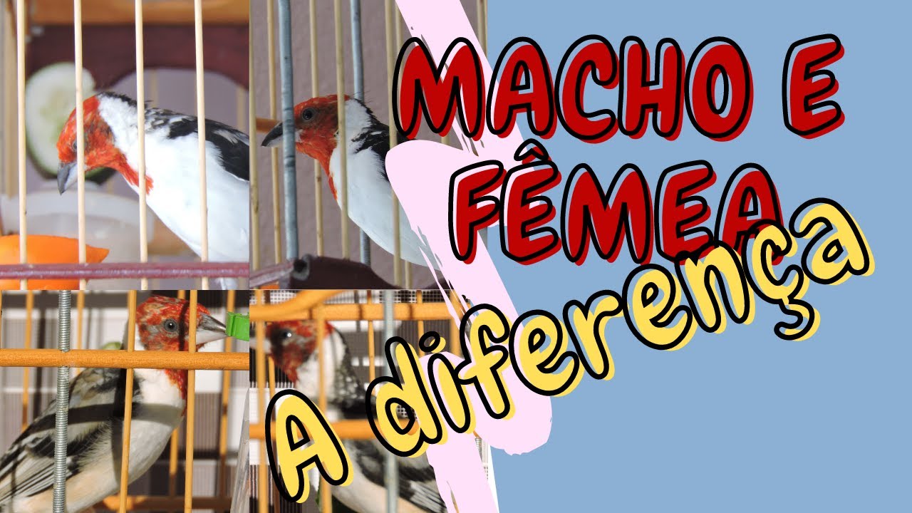 COMO SABER SE GALO DE CAMPINA É MACHO OU FÊMEA