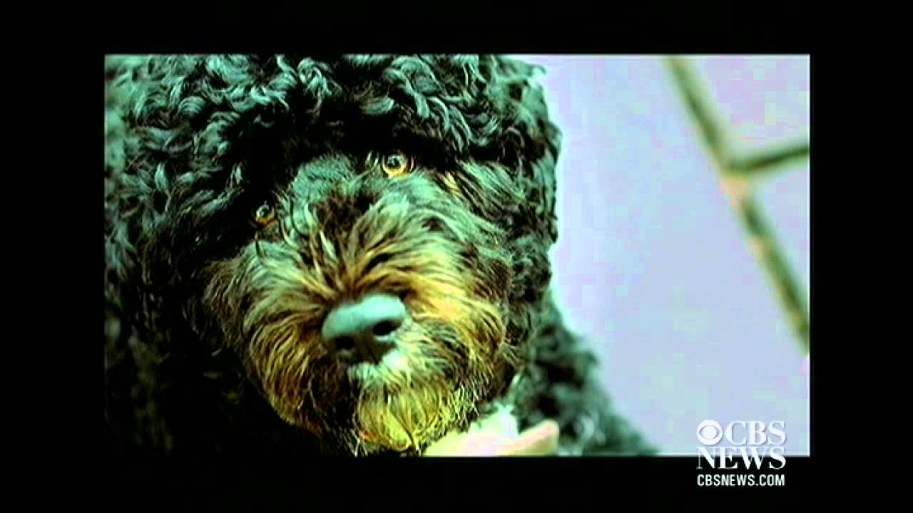 Obama's anti-dog Super PAC ad spoof