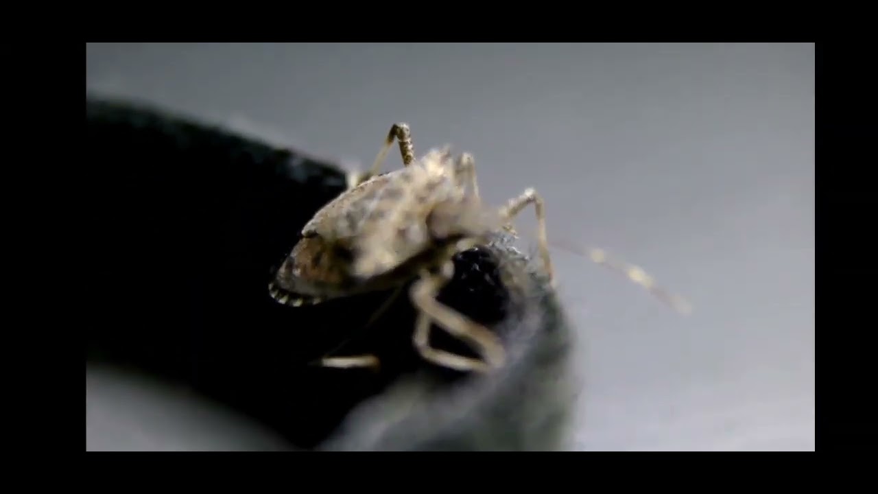 Spirtual Message of the Brown Marmorated Stink Bug 