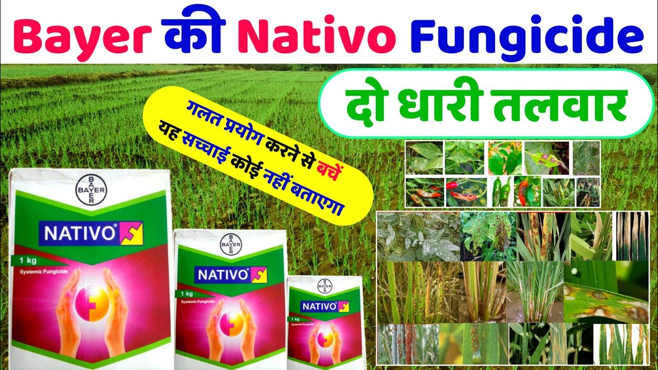 Nativo Fungicide | Bayer Nativo Hindi | Systemic fungicide | नेटिवो बायर | बैक्टीरिया साइट