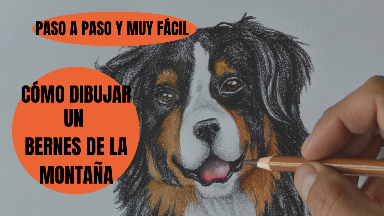 Como dibujar un Perro bernés de las montañas realista paso a paso muy fácil a color 🐕😱💕✍️💯🤩👌