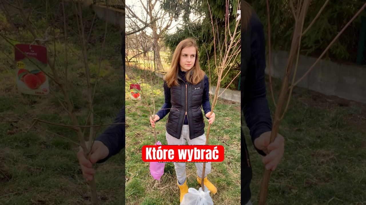 Ranking drzewek: Supermarket vs szk&oacute;łka