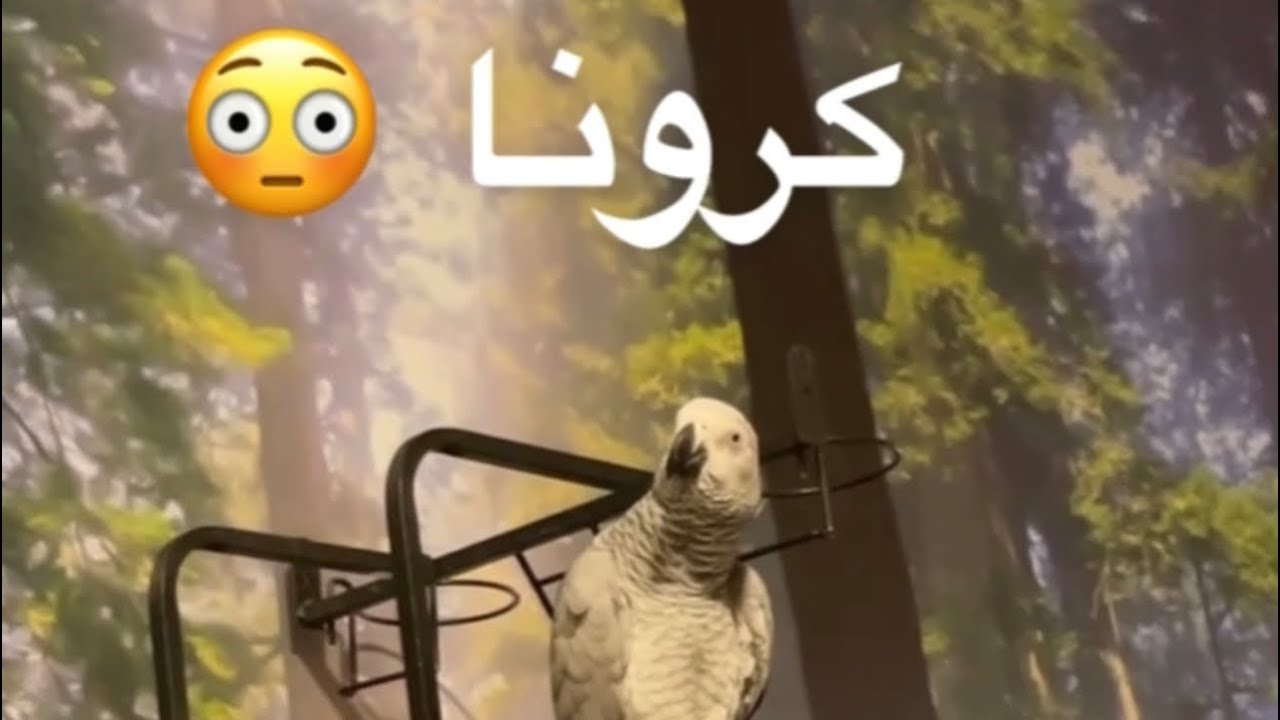 سعيد بن تركي - ببغاء كوكو الخبل كورونا 😂😂 - استضافتنا قناة mbc