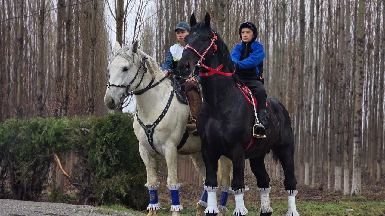 УЛОГИ 100% ОТ СОТИЛАДИ.. #horse #rek #shorts #uloq #ot