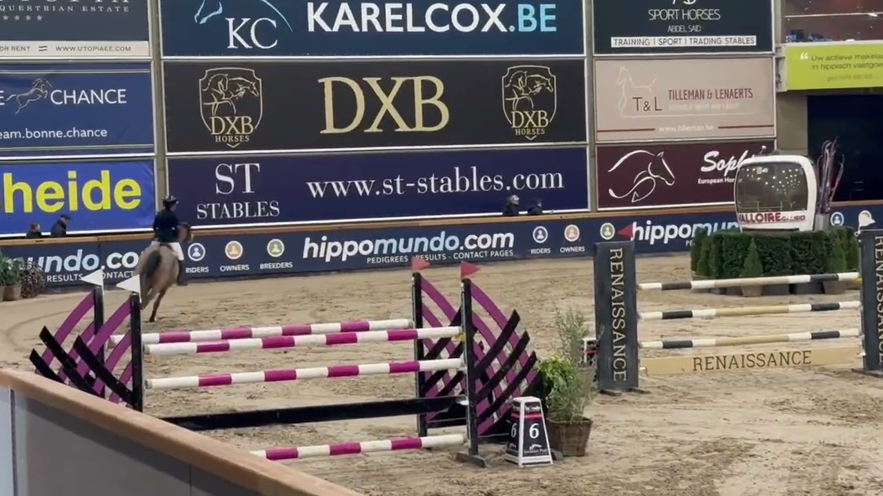 Stakkorina 7yo www.extrahorses.com