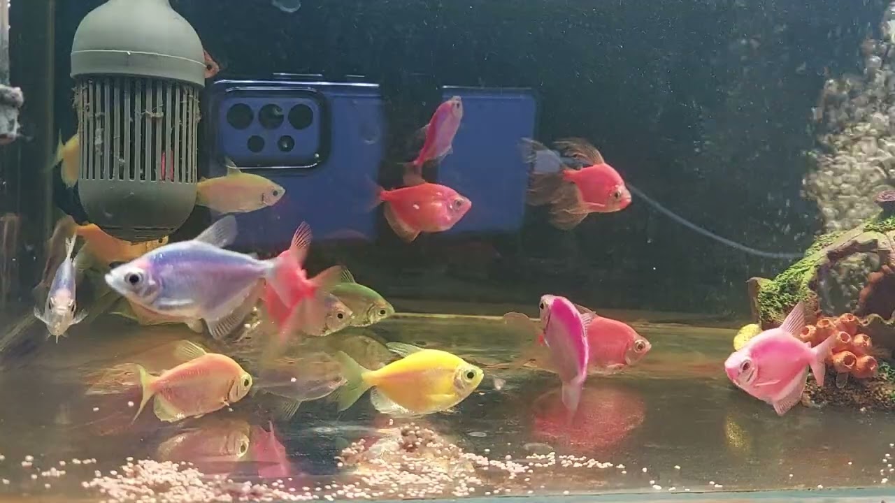 Relaxing Aquarium Fish Tank Sounds no music