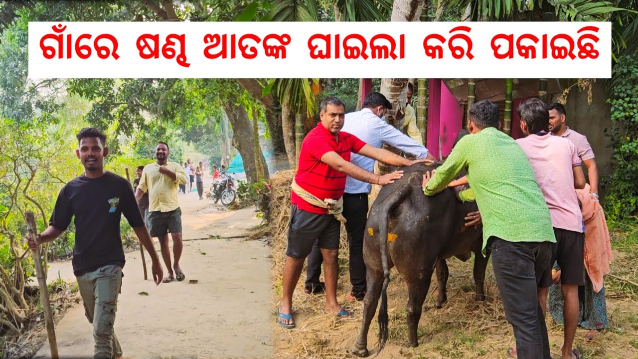 ଗାଁରେ ଷଣ୍ଢ ଆତଙ୍କ ଘାଇଲା କରି ପକାଇଛି 😢 @Gouranganayakodiavlogs 