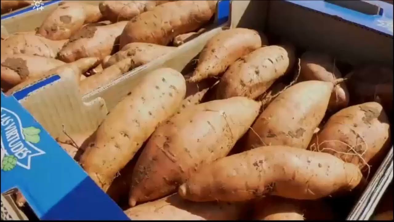 Boniatos de Conil programa Cómetelo de Canal Sur