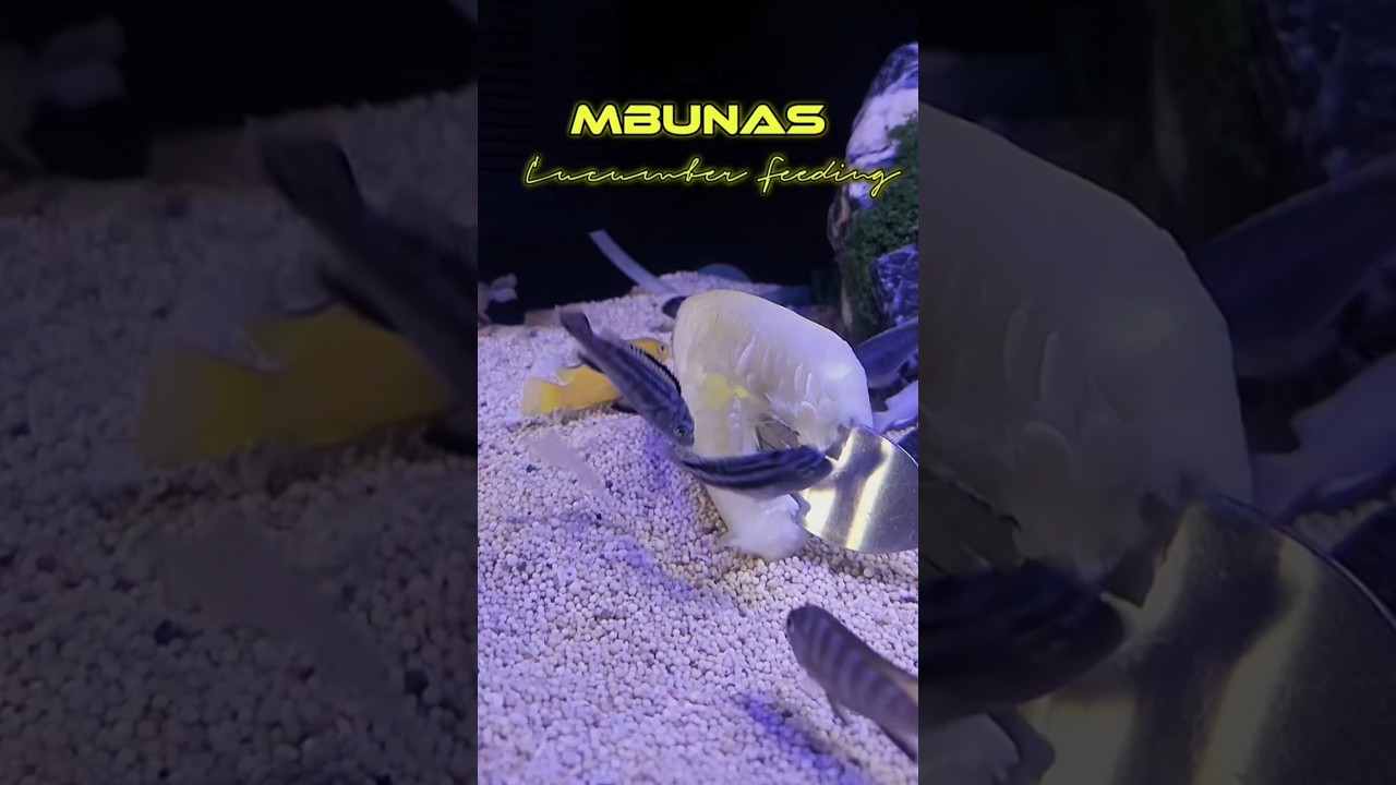 MBUNAS-CUCUMBER FEEDING #mbuna #africancichlids #cichlidafrica #lakemalawi #malawicichlids #mbunas