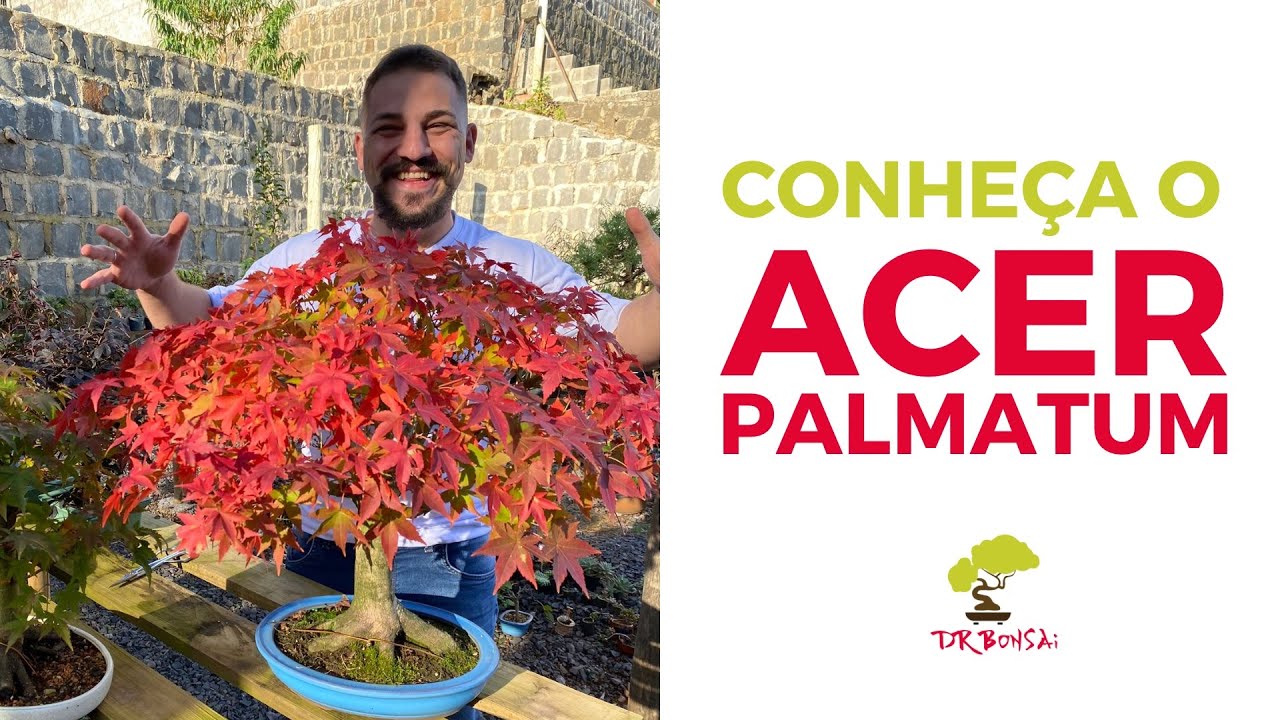 Conhe&ccedil;a o Acer Palmatum