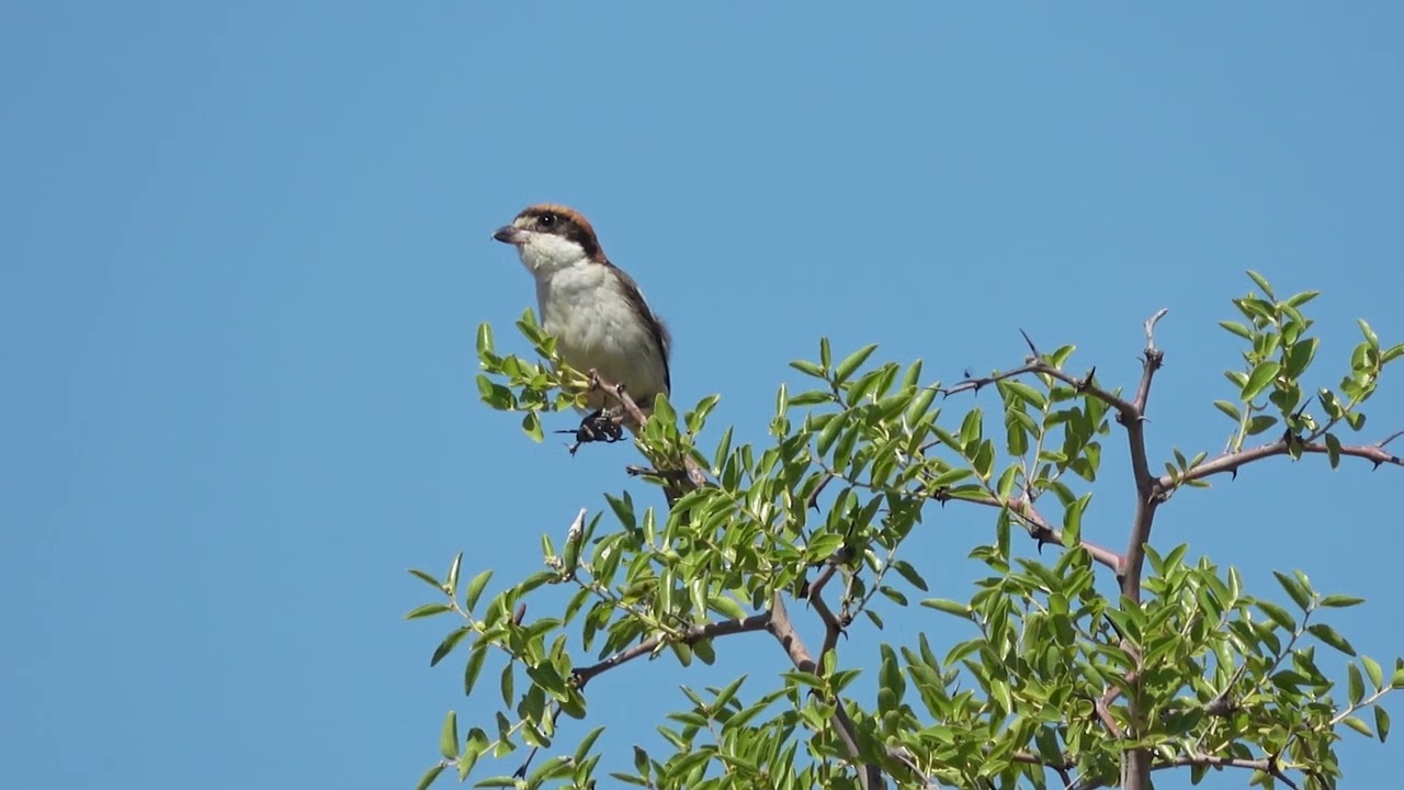 birding Belgium: a beautiful day in May