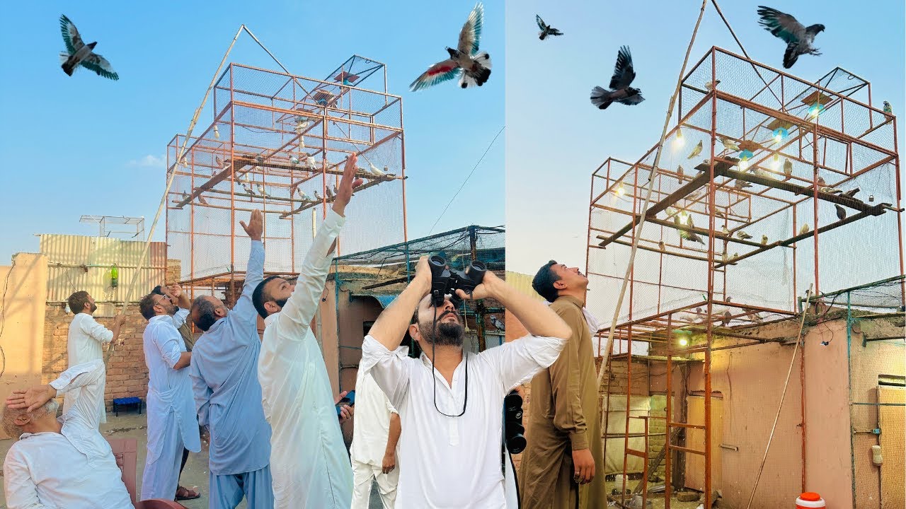 7 kabootaro wala 1 to 1 mukabla + tournament 😱 | Dar pigeons club |