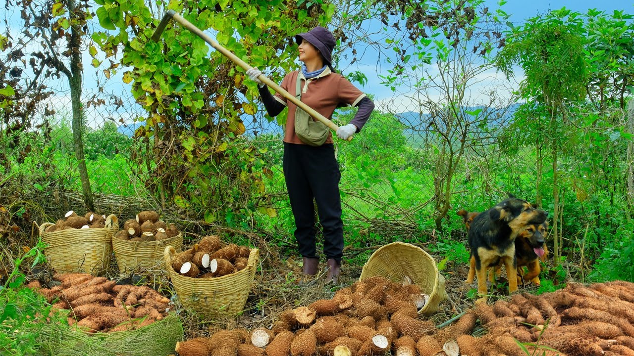 Harvest Yam Tubers To Sell At The Market, Plant Yams, Cook, Garden