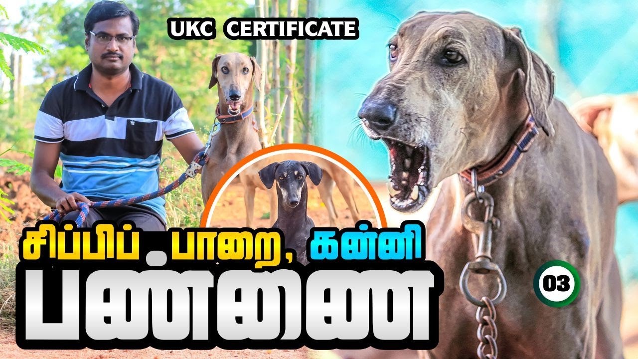 சிப்பிப்பாறை | கன்னி | சான்றிதழுடன் விற்பனை | பண்ணை | Kanni | Sippiparai | Native Breed | Indain Dog