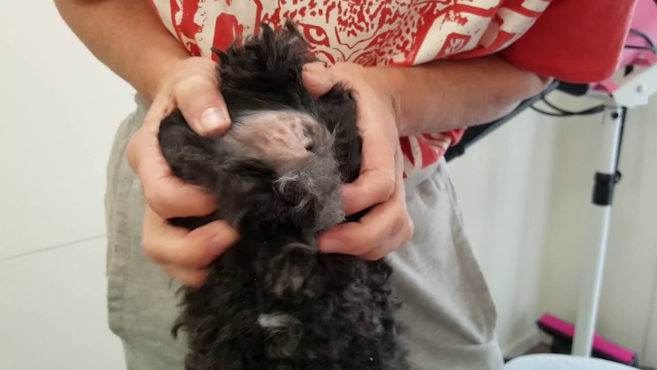 Natuurlijk4Dogs |  DoodleTrimsalon & Knip |  #miniDdoodle #oorverzorging