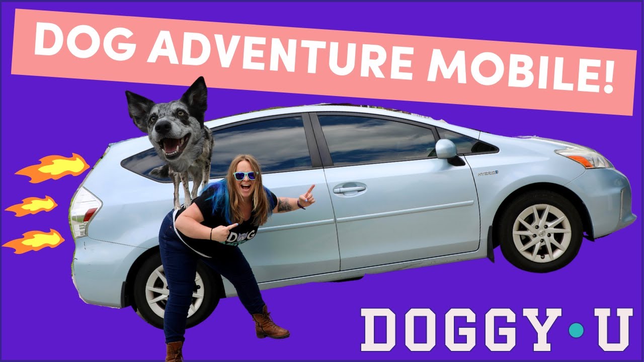 Dog Adventure Vehicle Tour! Outfit ANY Car for Dog Travel, Car Camping or Sport (Prius V)