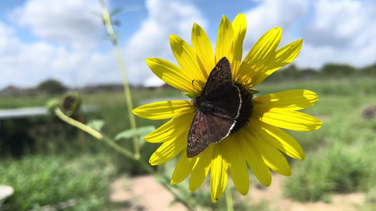 Butterfly on a Sun Flower