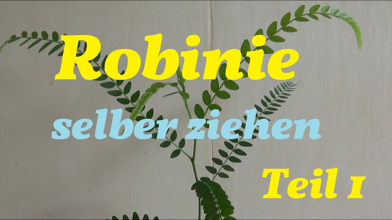 Robinie selber ziehen Teil 1