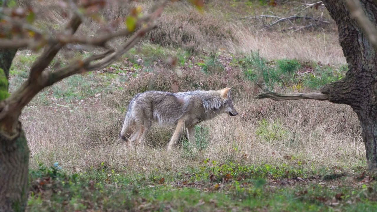 Wolf jaagt op muizen op de Veluwe | 4K