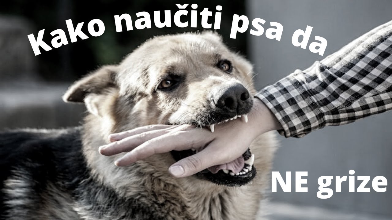Kako naučiti psa da ne grize
